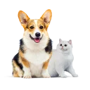 Thú cưng